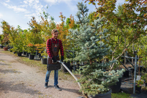 Reliable Boyne City, MI  Tree Services Solutions